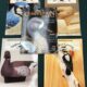 Wildfowl Carving Magazines